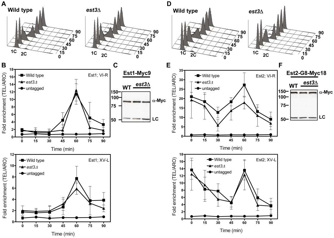 The late S/G2 phase telomere association of Est1 and Est2 is not reduced in the absence of <i>est3</i>Δ.
