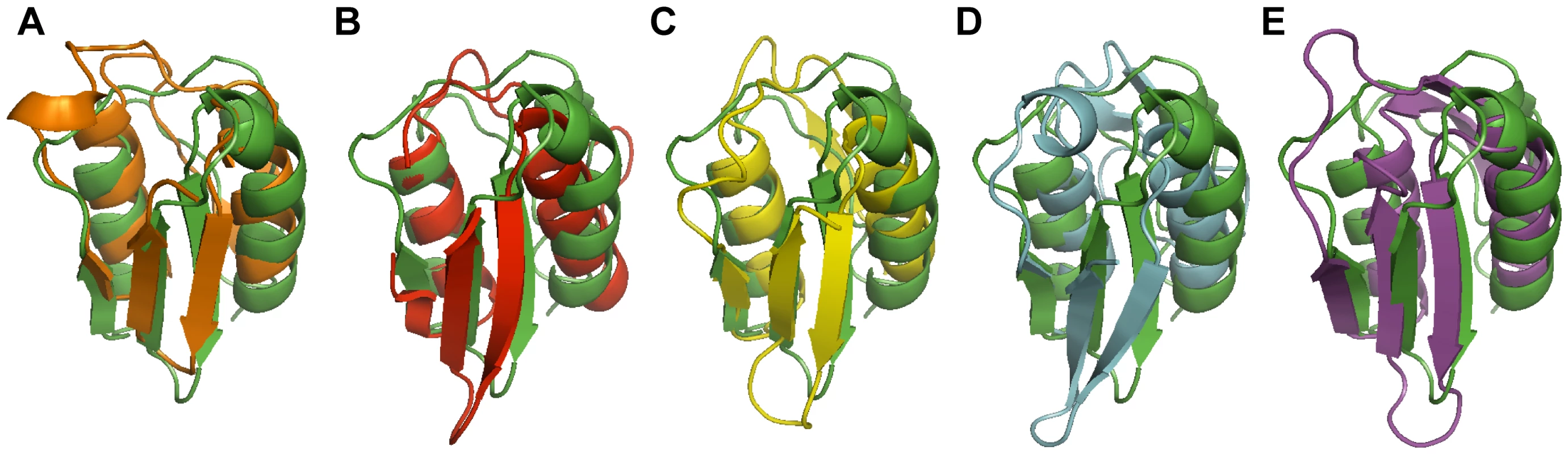 Superposition of the structure of the VirB7<sub>XAC2622</sub> N0 domain with structural homologs.