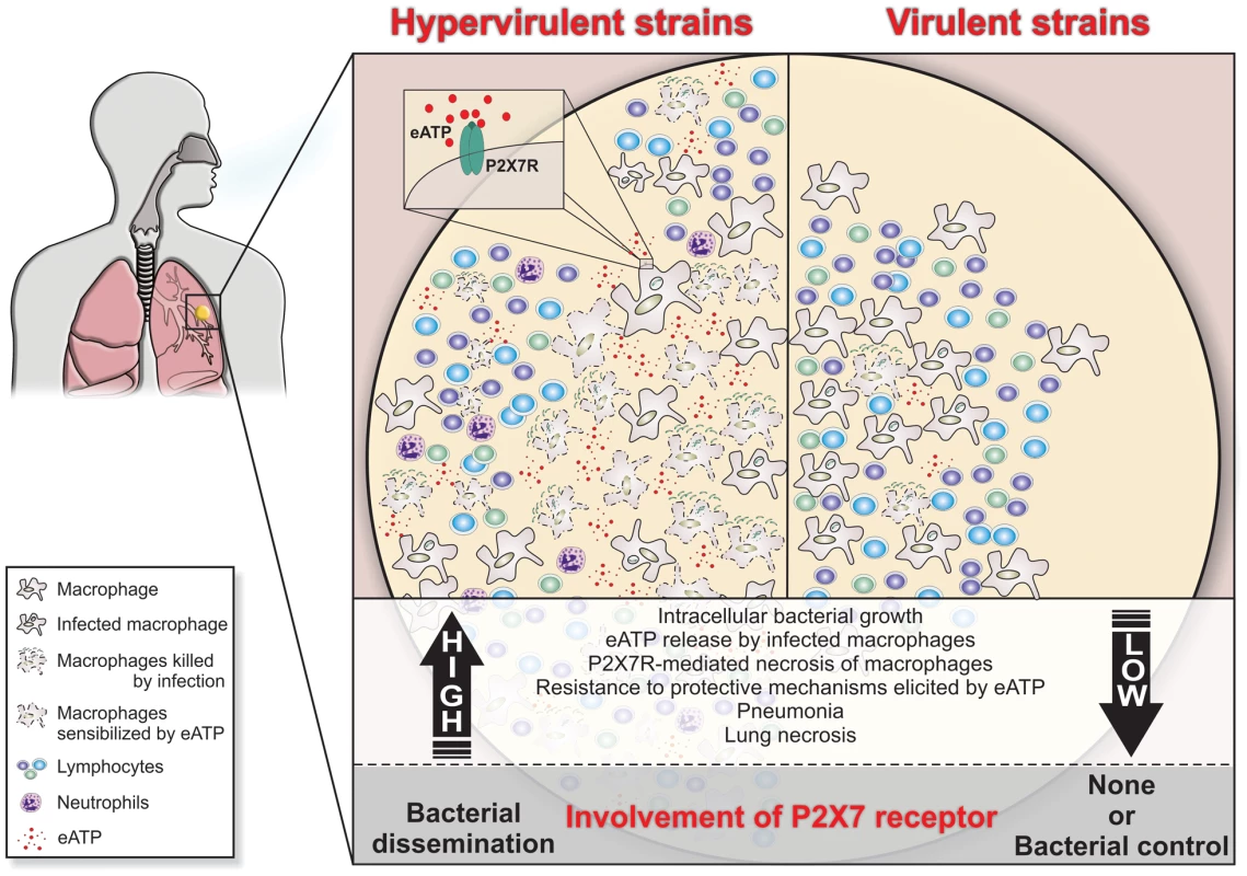 Schematic illustration of a hypothetical model to explain the high and low involvement of the P2X7R during severe and mild TB.