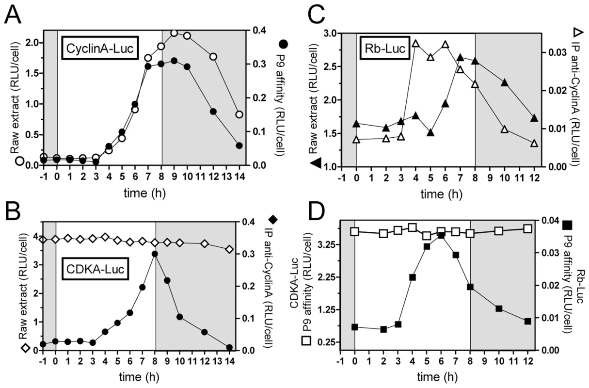 Interactions among CyclinA, CDKA, and Rb proteins under non-limiting light conditions.