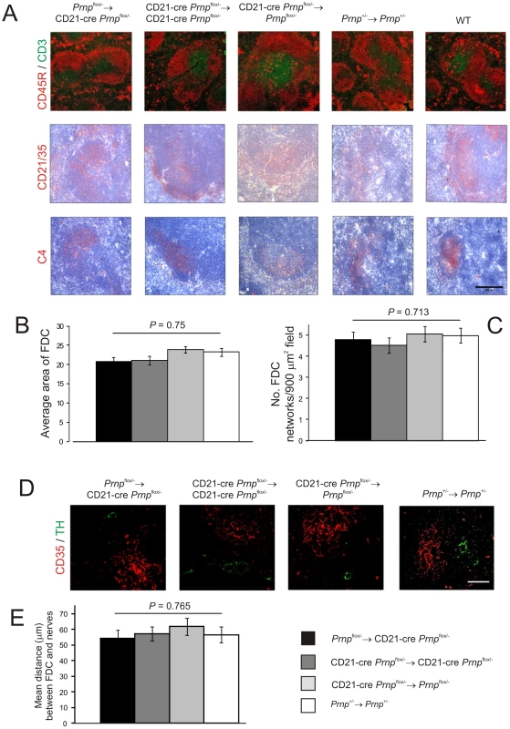 Effect of FDC-restricted PrP<sup>C</sup>-ablation on FDC status.