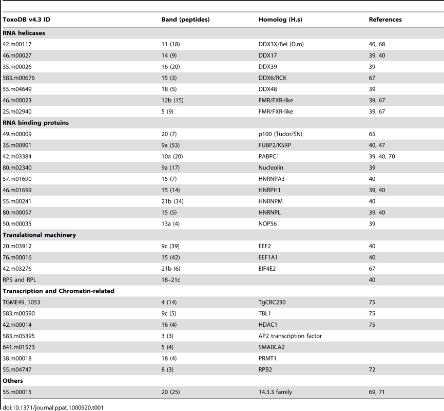 Summary of <i>Tg</i>-AGO-associated proteins identified by mass spectrometry.