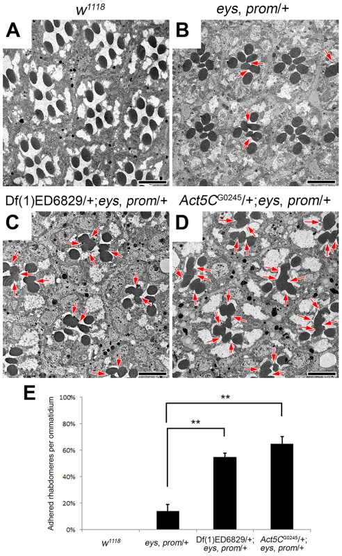 Reduction of <i>Act5C</i> dosage enhances rhabdomere adhesion.