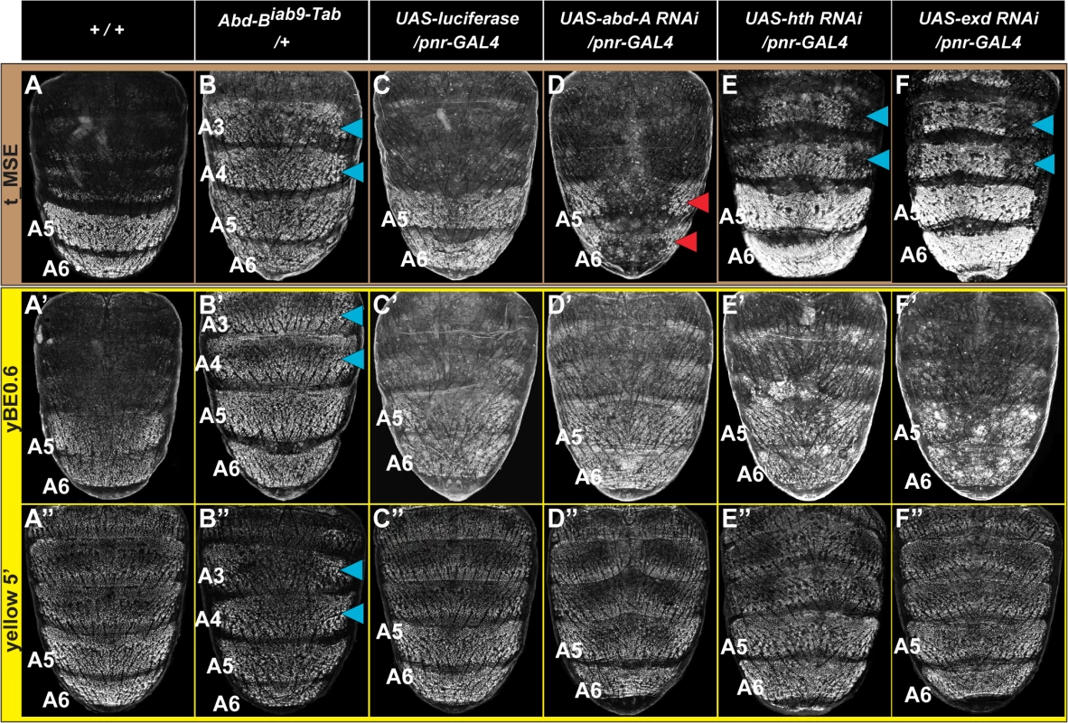 Genetic interactions between pigmentation network transcription factors and CREs regulating abdominal <i>tan</i> and <i>yellow</i> expression.