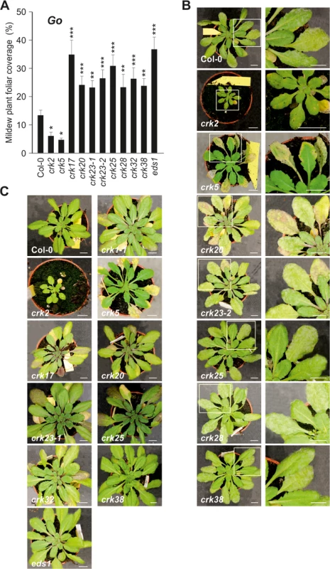 Immunity to powdery mildews is impaired in <i>crk</i> mutants.