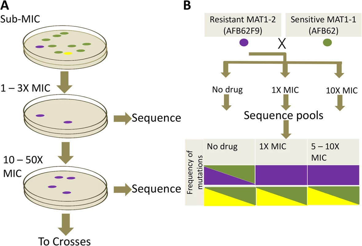 Azole resistance experimental design.