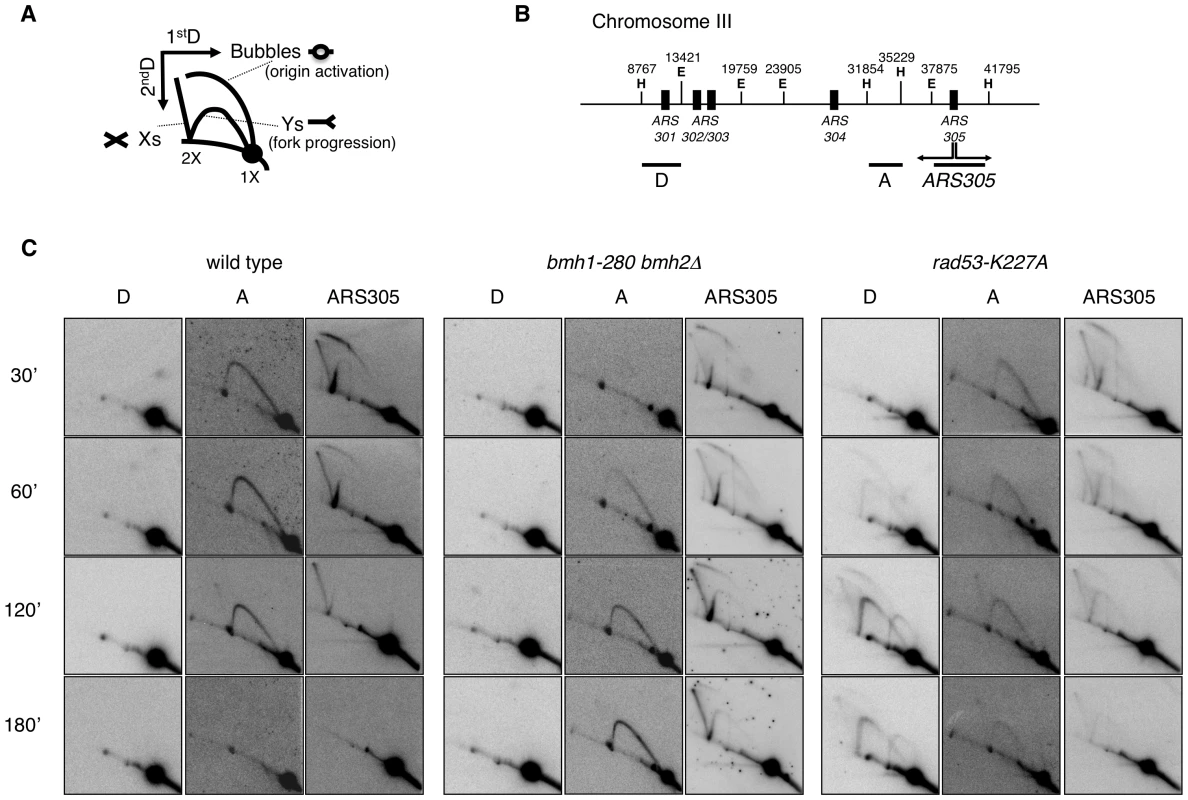 2D gel analysis of RIs from wild-type, <i>bmh1-280 bmh2Δ</i>, and <i>rad53-K227A</i> strains.
