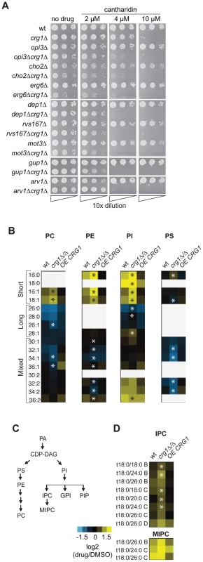 Crg1 is important for lipid homeostasis during cantharidin stress.