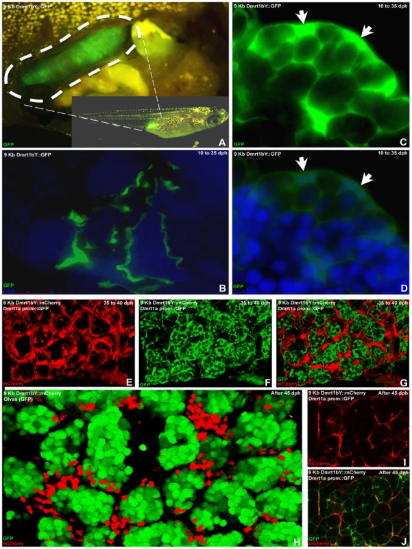 <i>In vivo</i> visualization of expression of the two medaka Dmrt1 paralogs.