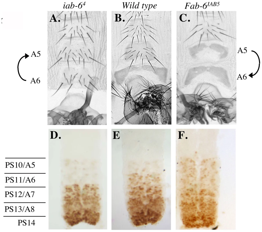 Phenotypes from initiator mutants.