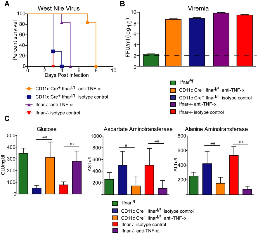 TNF-α blockade prolongs survival of WNV infected CD11c Cre<sup>+</sup> <i>Ifnar</i><sup>f/f</sup> and <i>Ifnar</i><sup>−/−</sup> mice.