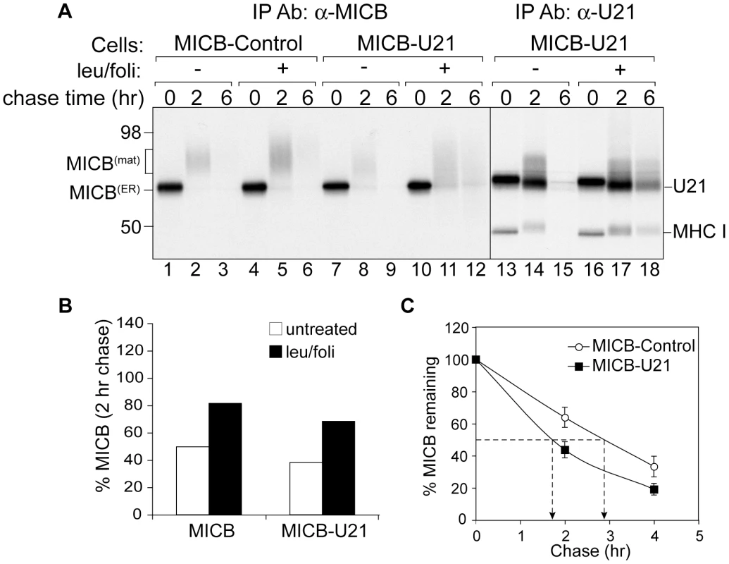 U21 expression destabilizes MICB.