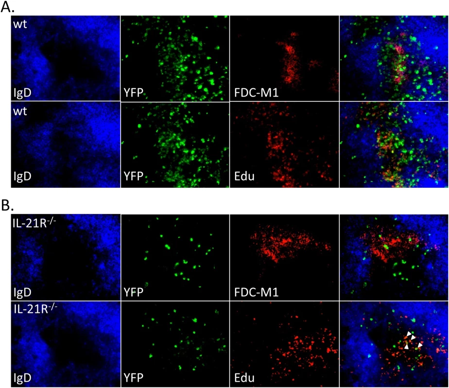 Reduced infection in germinal centers in IL-21R<sup>-/-</sup> of mice.