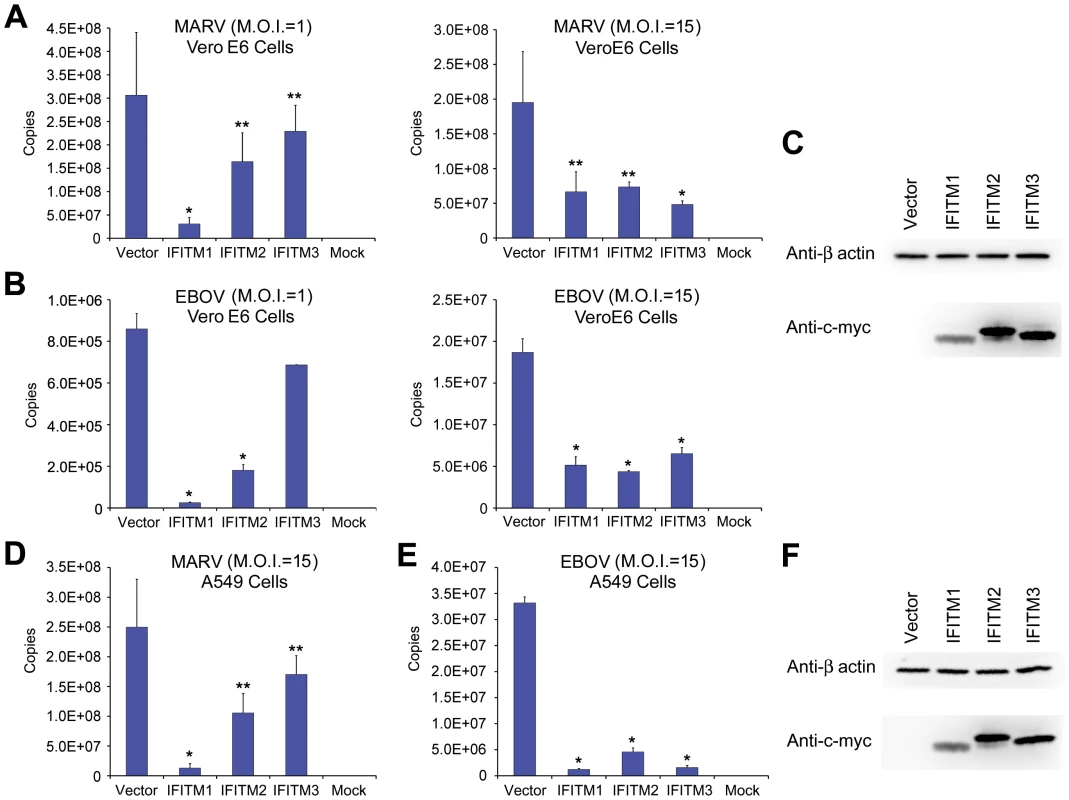 Replication of infectious MARV and EBOV is restricted by IFITM1, 2, and 3.
