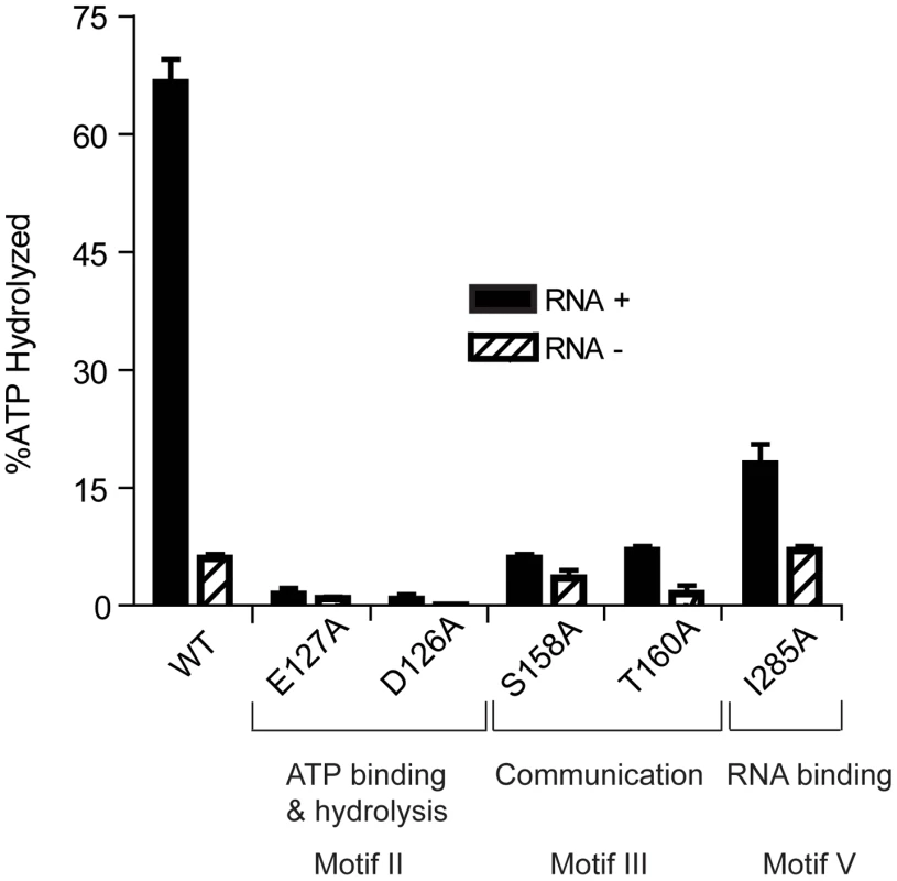 ATP Hydrolysis by wild-type and mutant HrpA proteins.