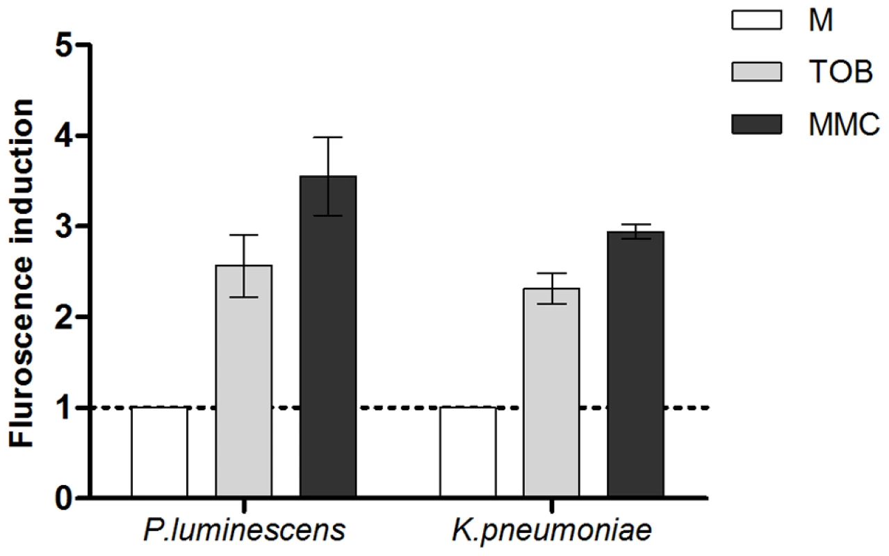 Sub-MIC aminoglycosides induce SOS in other pathogens.