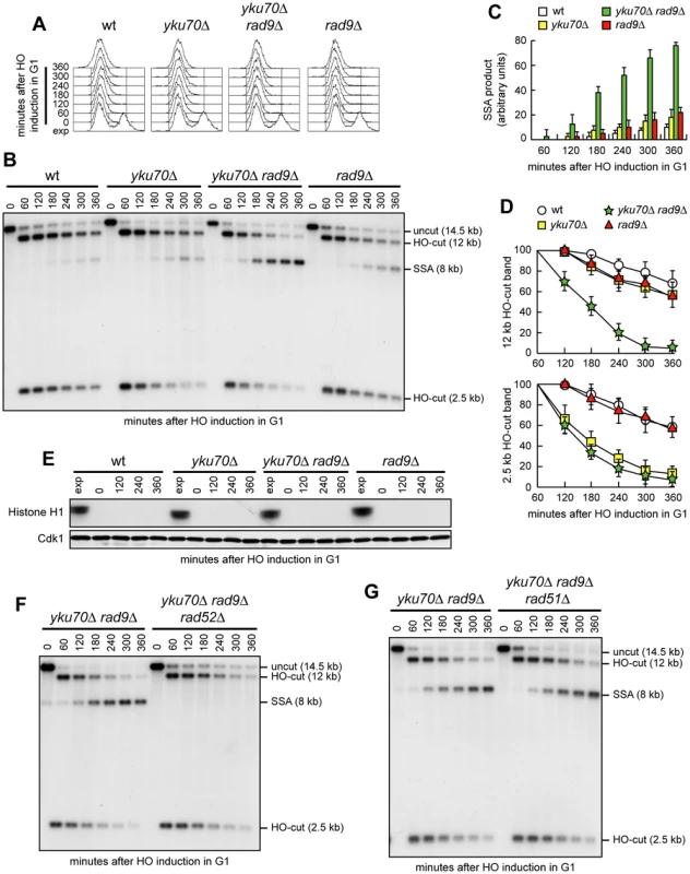 <i>RAD9</i> deletion increases SSA efficiency in <i>yku70Δ</i> G1 cells.