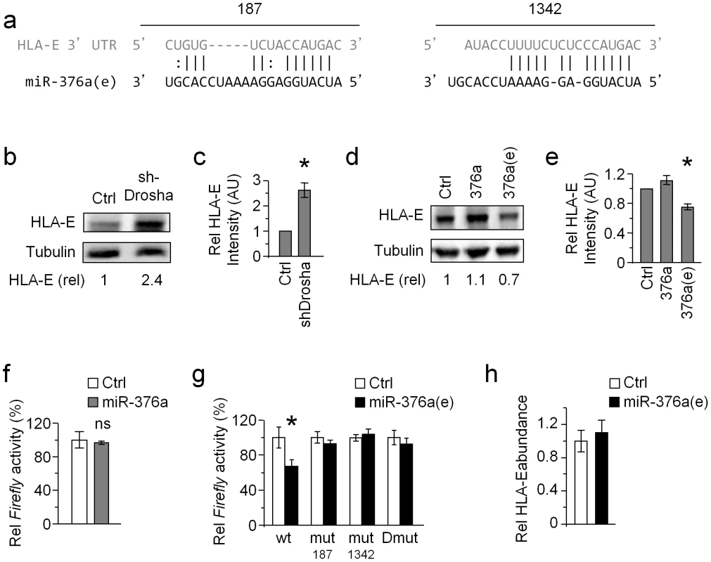 HLA-E is regulated by miR-376a(e).