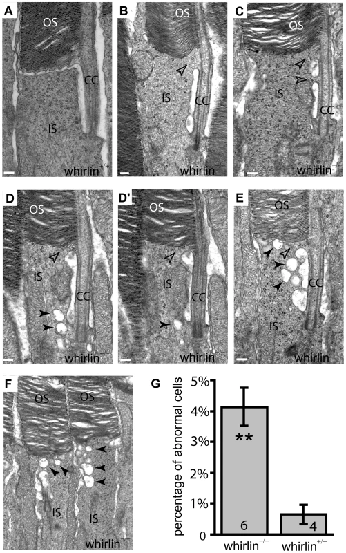 Whirlin knockout mice have morphological defects around the PMC in photoreceptors revealed by electron microscopy.