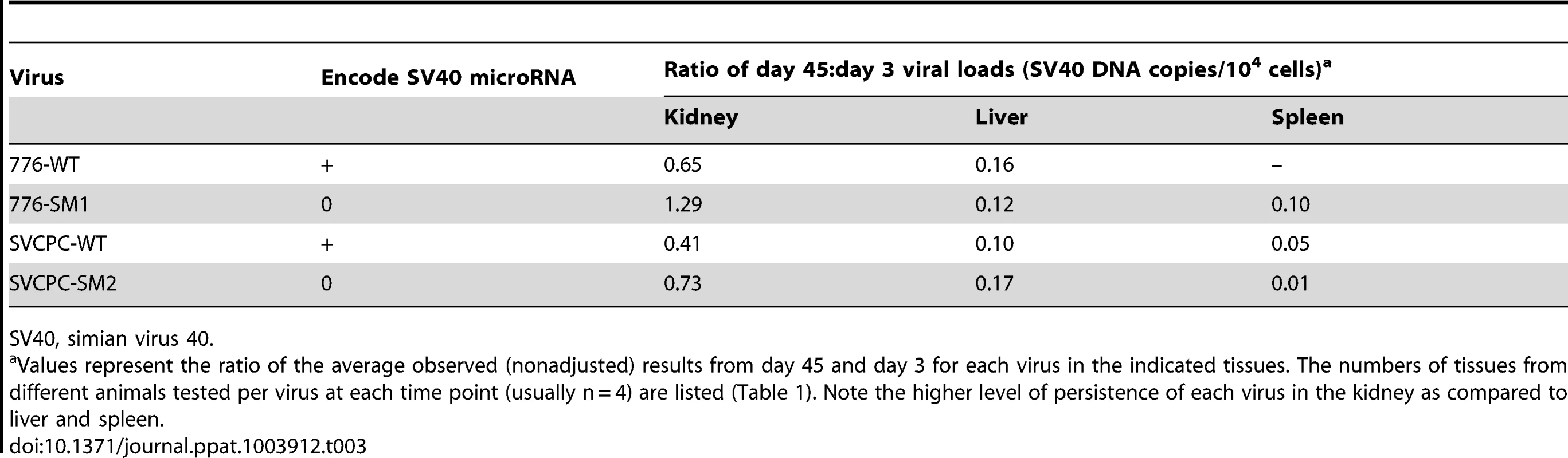Preferential persistence of SV40 in kidney compared to liver and spleen.