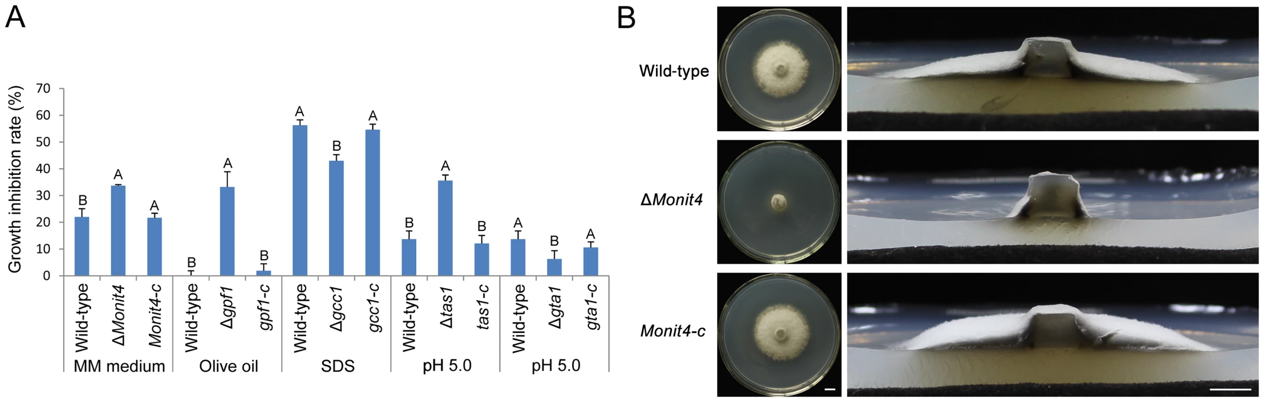 Growth of the <i>M. oryzae</i> strains under stress conditions.