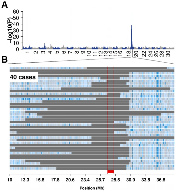 Bovine male subfertility maps to chromosome 19 in the Fleckvieh cattle population.