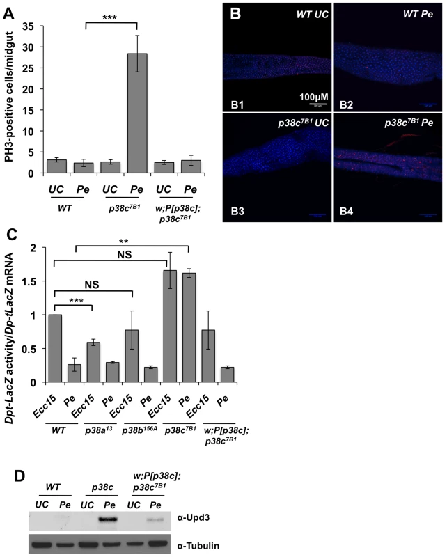 p<i>38c</i> contributes to <i>P. entomophila</i> mediated inhibition of translation.