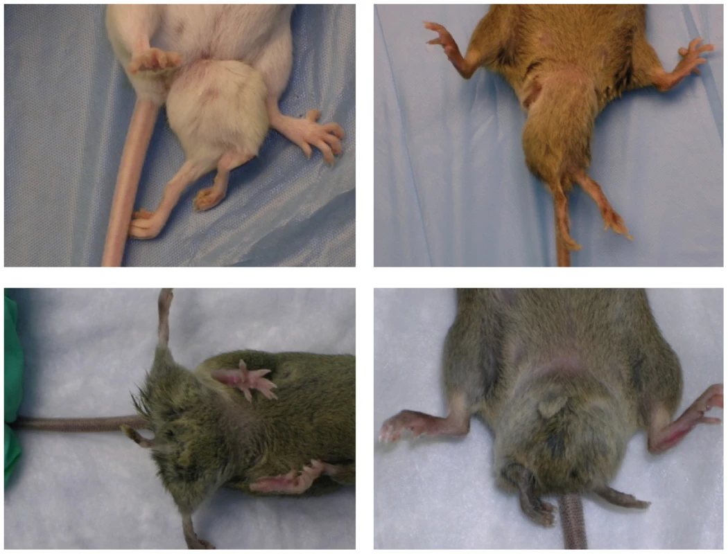 Typical <i>Ppd</i> caudal duplications, among numerous anomalies observed in mutants.