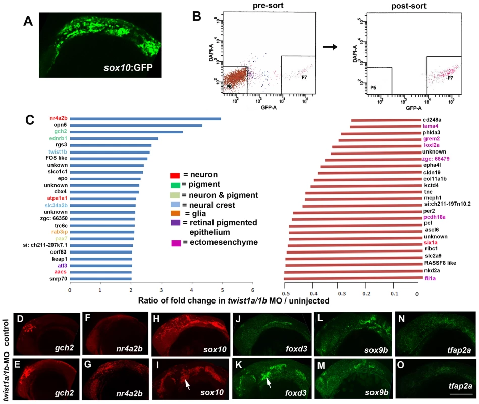 Gene expression profiling in <i>twist1a/1b</i>-MO embryos.
