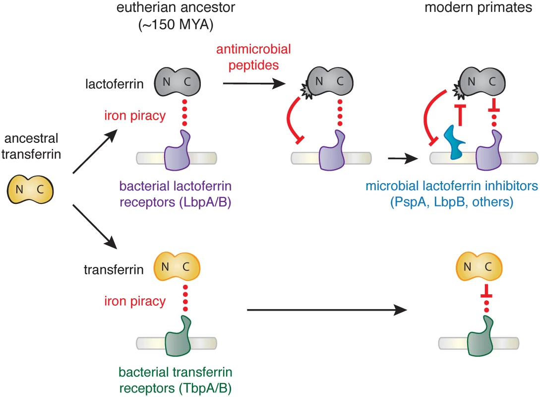 Model of lactoferrin evolution and genetic conflicts with pathogens.