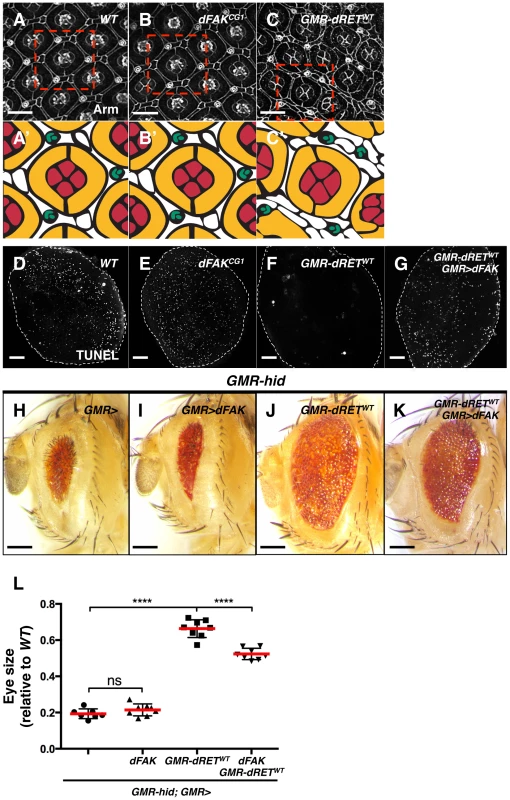 Moderate relative RET/FAK levels lead to inhibition of programmed cell death.