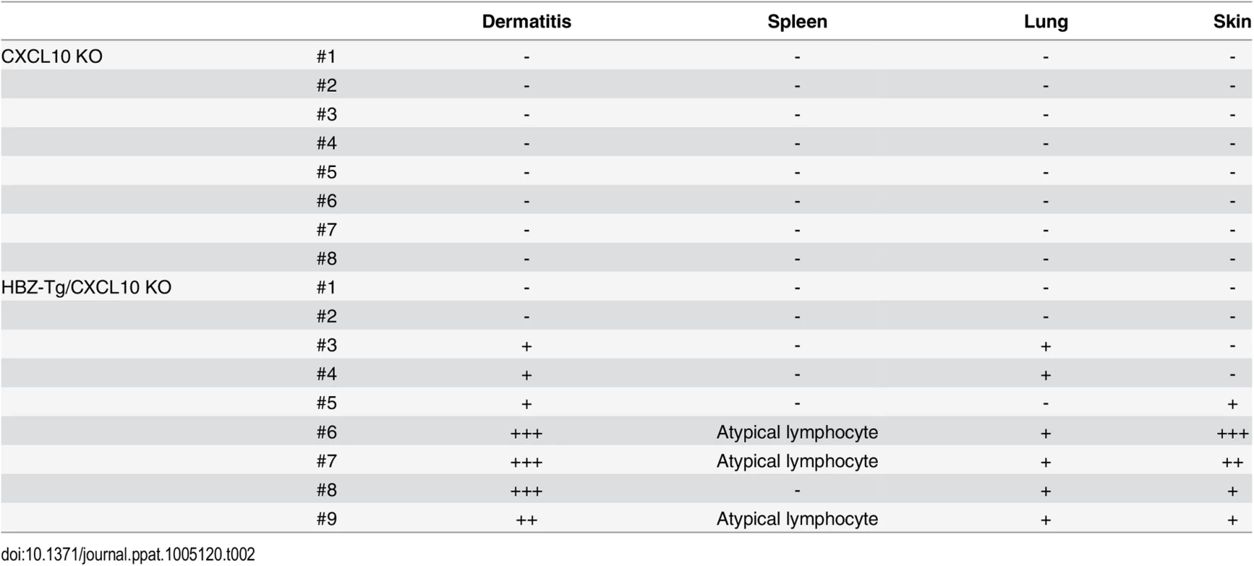 Histological findings in CXCL10 KO, and HBZ-Tg/CXCL10 KO mice at 24 weeks of age.