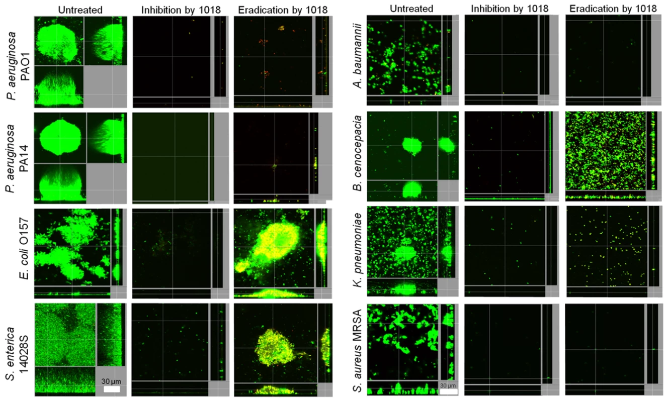 Peptide 1018 potently inhibited bacterial biofilms at concentrations that did not affect planktonic cell growth.