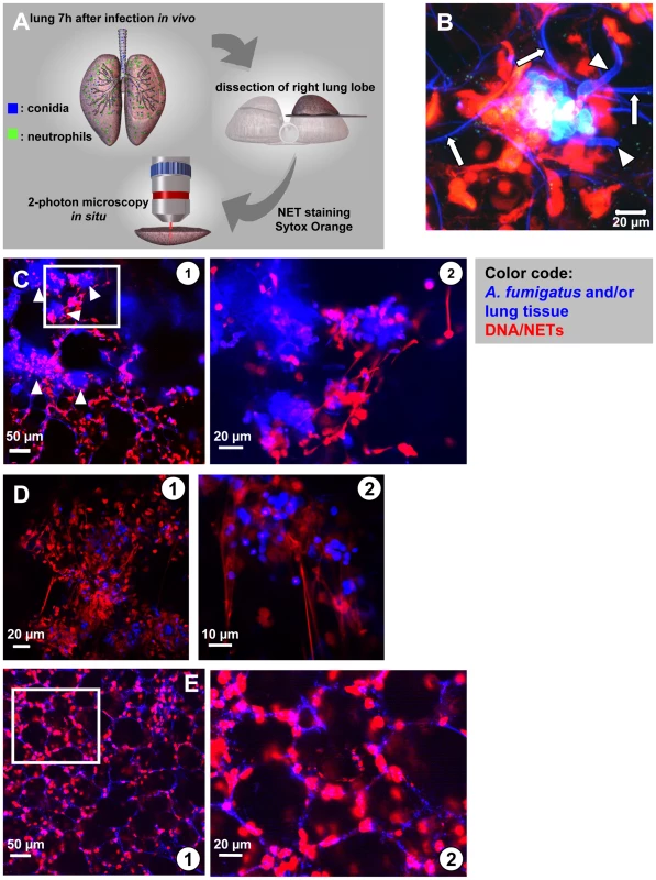 <i>In situ</i> 2-Photon microscopy of NET-like structures formed in a murine <i>A. fumigatus</i> infection model.