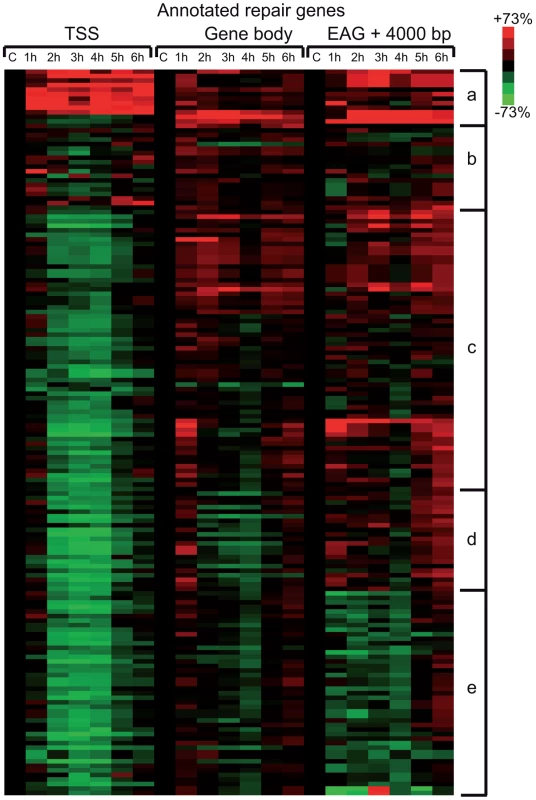 Pol II behavior on annotated DNA damage repair and UV responsive genes after UVB irradiation.