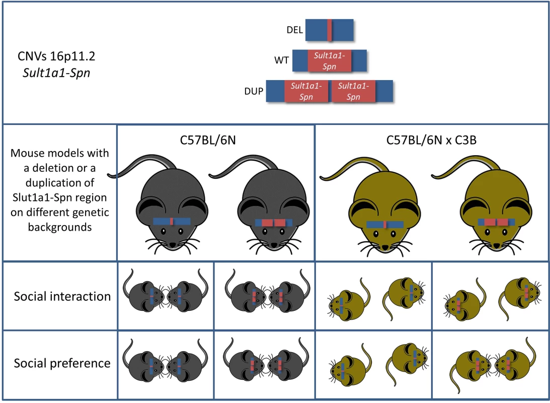 Mice carrying a deletion syntenic to the human chromosome 16p11.2 (Sult1a1-Spn) exhibit multiple behavioral phenotypes associated with ASD.