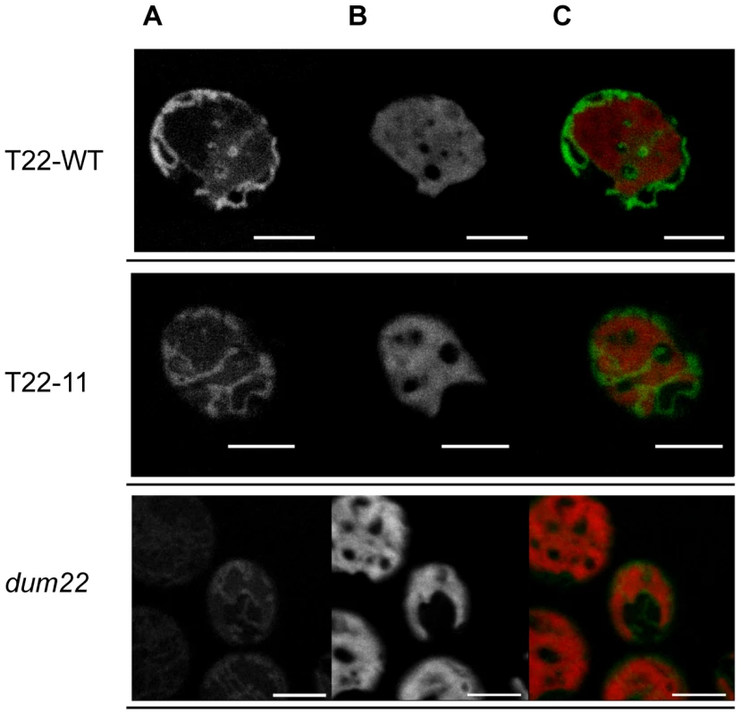Confocal microscopy of mitochondria from T22-WT, T22-11, and <i>dum22</i> stained with MitoTracker dyes.