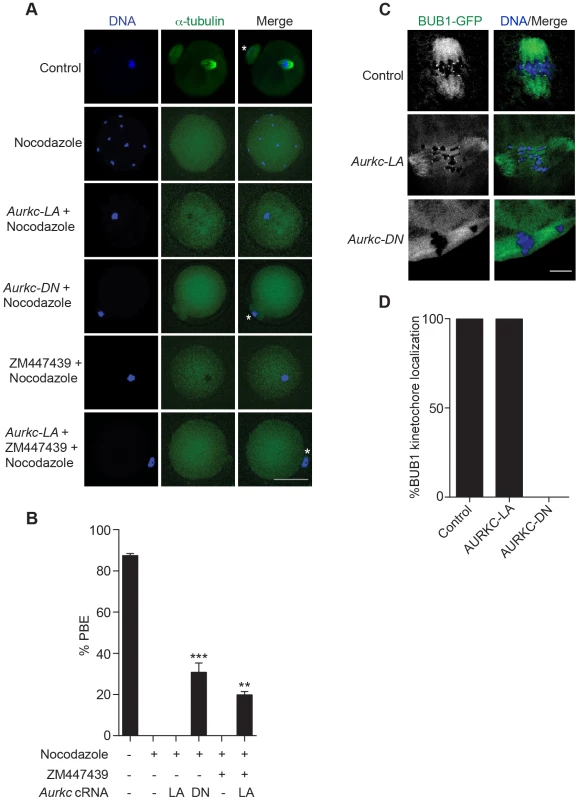 AURKC does not maintain SAC activation by itself.