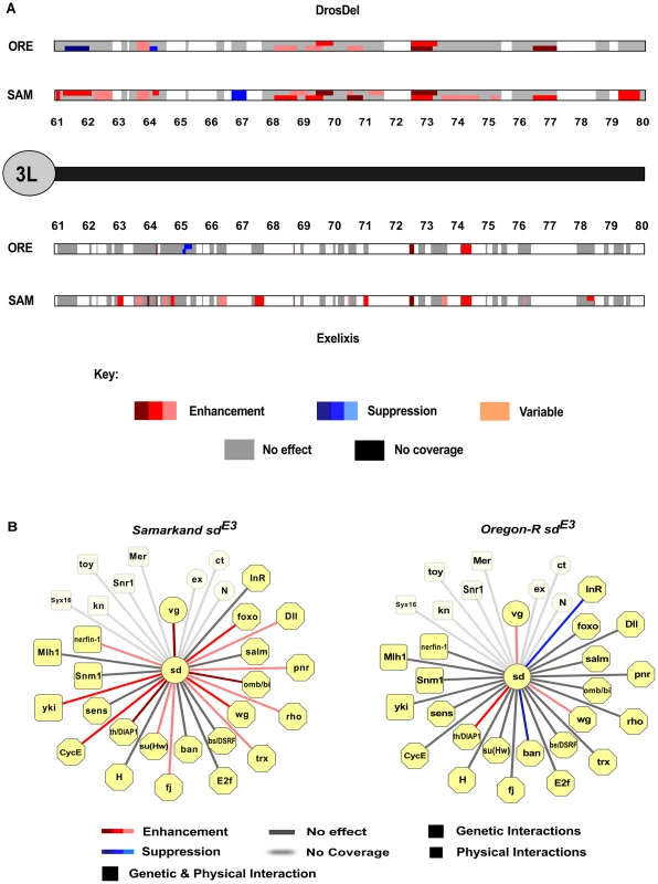 Genomic distribution of background-dependent and independent modifiers of <i>sd<sup>E3</sup></i>.