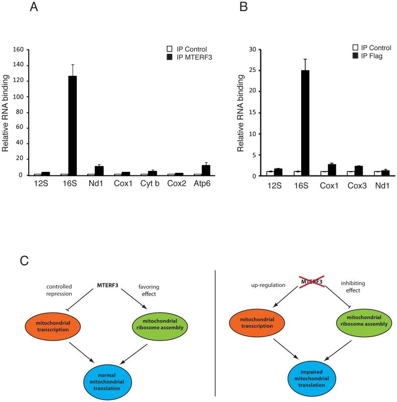 Binding of MTERF3 to mitochondrial 16S rRNA and model of MTERF3 action.