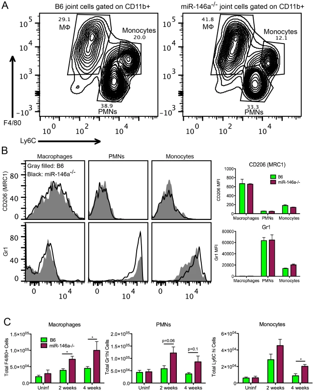 Myeloid cell recruitment is increased in infected joints of B6 miR-146a<sup>−/−</sup> mice.