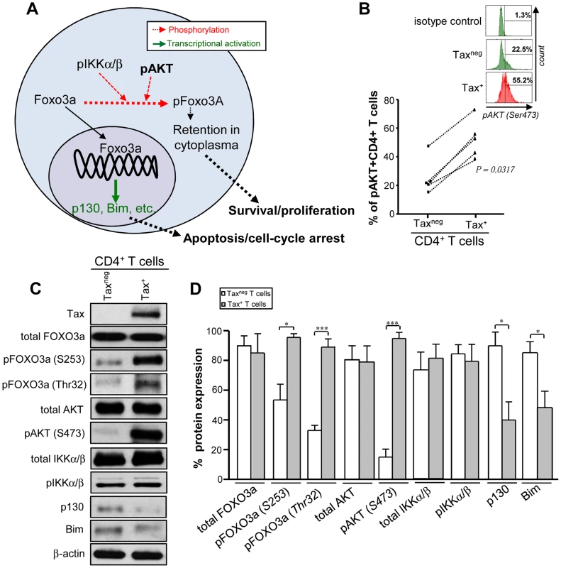 Tax<sup>+</sup>CD4<sup>+</sup>T cells display higher phospho-FOXO3a phenotype than the Tax<sup>neg</sup>subset.