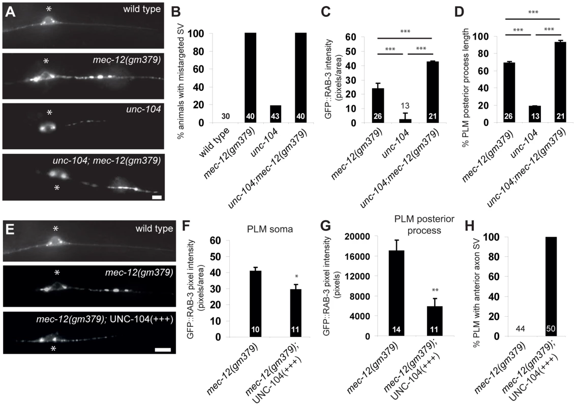 Genetic interaction between <i>mec-12(gm379)</i> and <i>unc-104</i>.