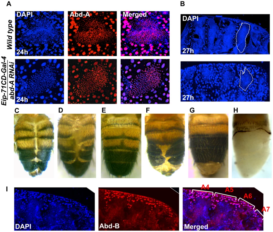 Expression of <i>abd-A</i> is required in LECs for their removal.
