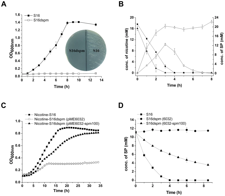 Disruption and complement of <i>spmABC</i> genes.
