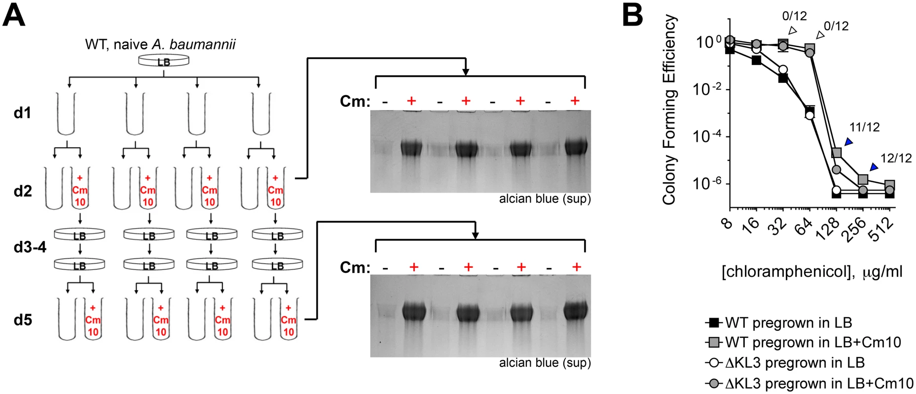 Induction of capsular exopolysaccharide by translation-inhibitor antibiotics is non-mutational.