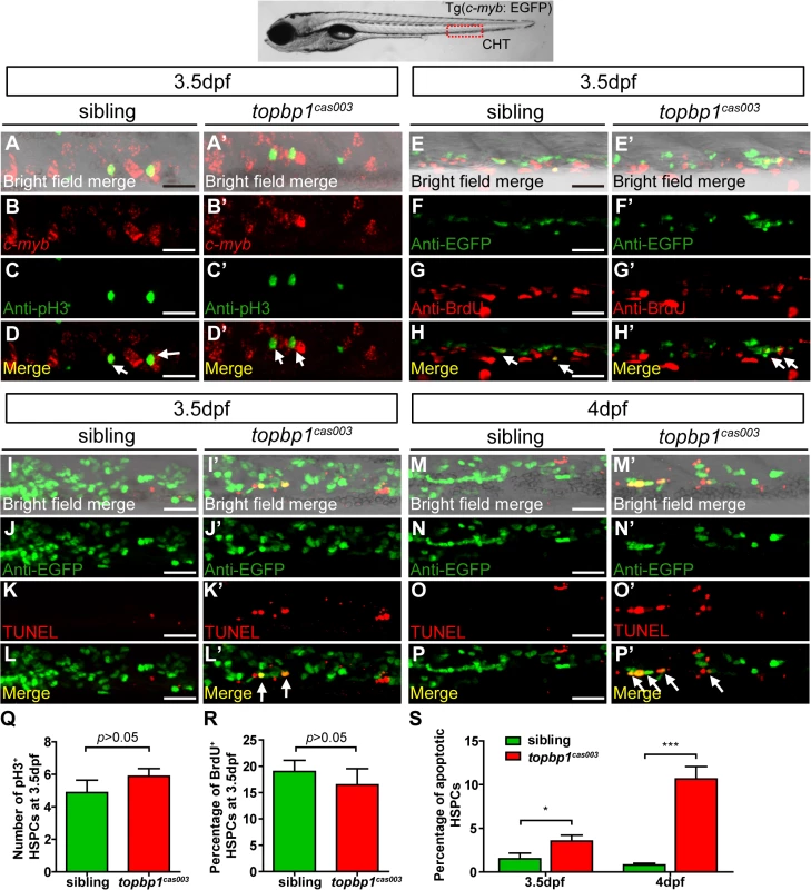 The defect of definitive hematopoiesis is due to the increased apoptosis in the HSPCs of topbp1<sup><i>cas003</i></sup> mutants.