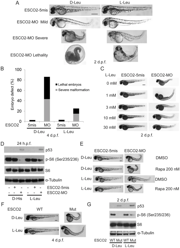 L-leucine partially improved developmental deficiencies of ESCO2 depleted embryos in a TOR pathway-dependent manner.