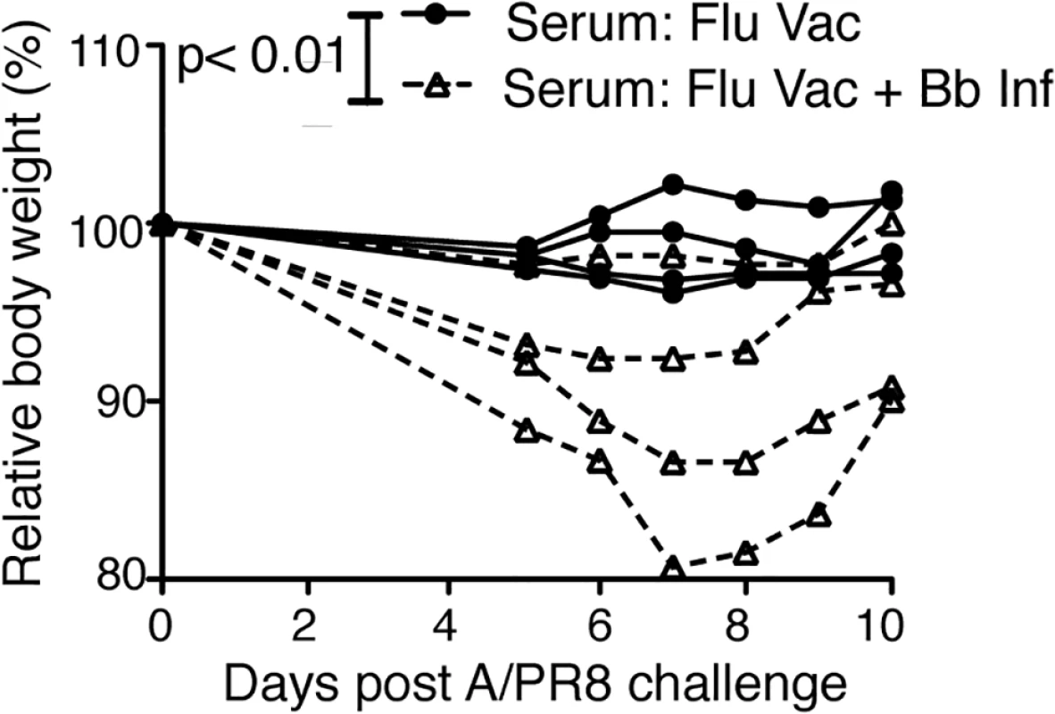 Vaccination of Bb-infected mice fails to induce protective anti-viral antibody responses