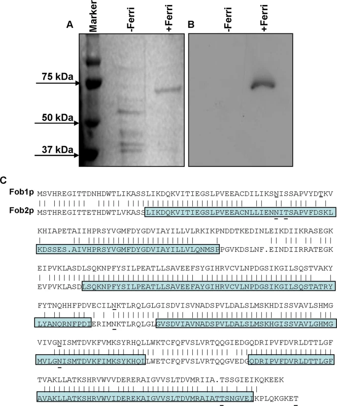 Detection of the ferrioxamine putative receptor in the cell surface material of <i>R</i>. <i>oryzae</i>.